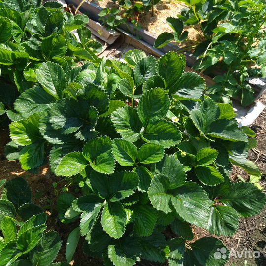 Клубника Мальвина