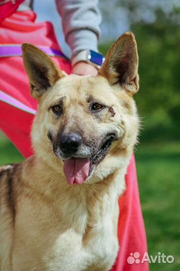 Метис из приюта