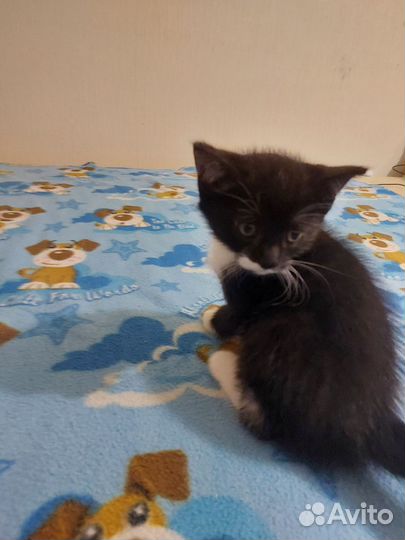 Котёнок дар