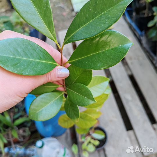 Кетли экзотика