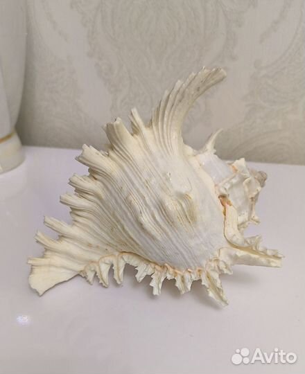 Большая морская раковина