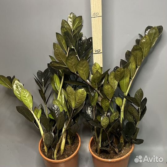 Замиокулькас черный равен