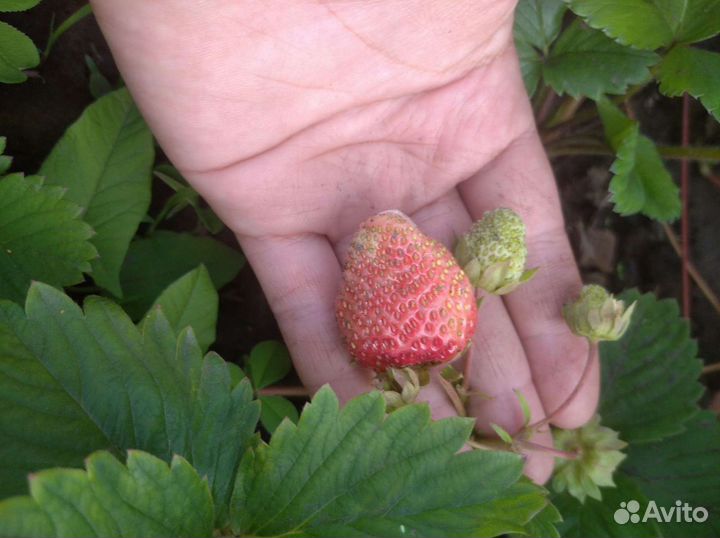 Рассада ремонтантной клубники