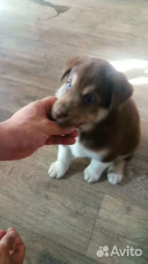 Щенки хаски,мама с документами,1 месяцев