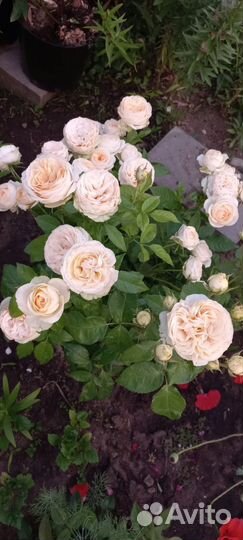 Саженцы роз