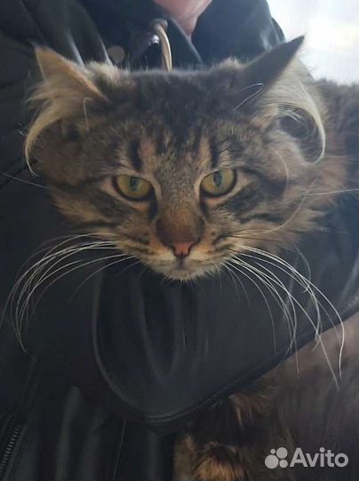 Пушистый красавец котофей