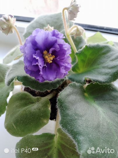 Фиалки цветущие в горшке
