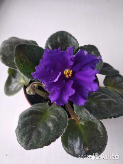 Фиалки разные