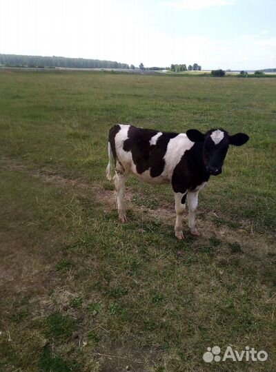 Козы, коровы, бараны