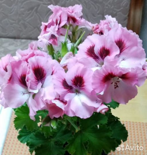Королевская пеларгония