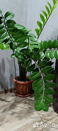 Замиокулькас