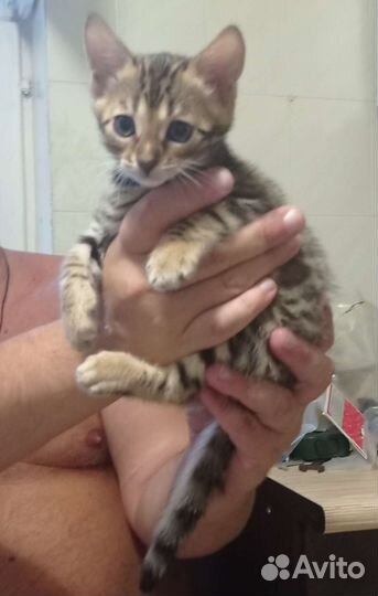 Бенгальская