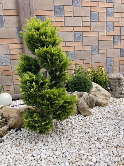 Хвойные растения