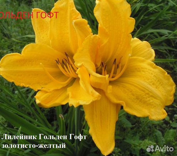 Лилейники сортовые в ассортименте