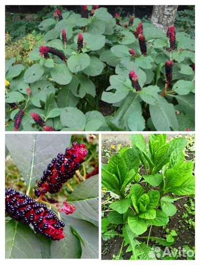 Лаконос (фитоллака) и дицентра