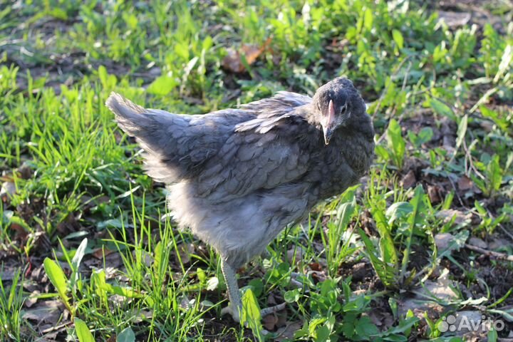 Куры молодые несушки доставка