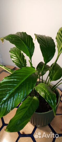 Спатифилум и другие комнатные растения в горшках