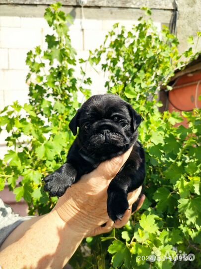 Щенки мопса