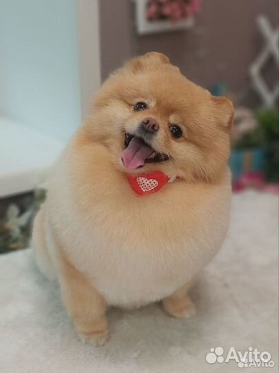 Стрижка собак груминг