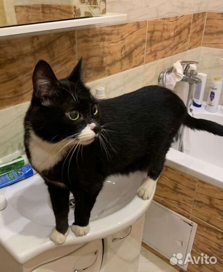 Кошка в дар 1 год, стерилизована