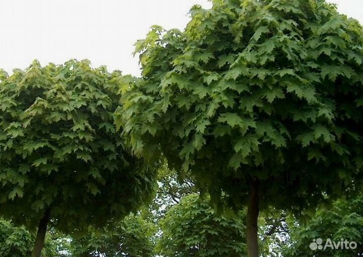 Клен саженцы, крупномеры