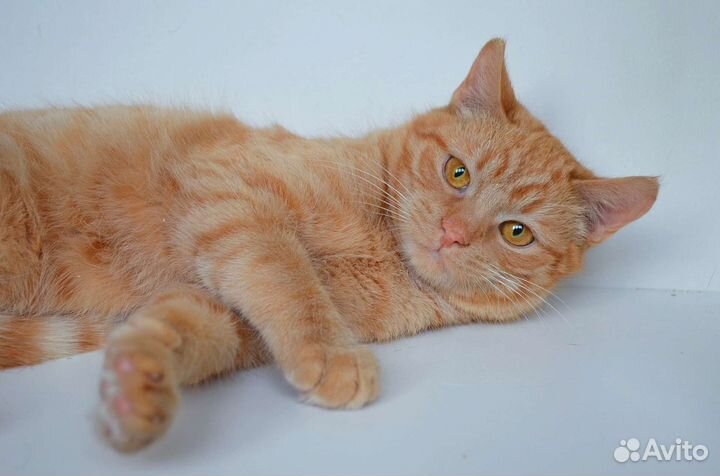 Котики бесплатно в добрые руки