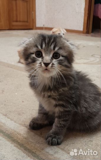 Вислоухие котята в добрые руки