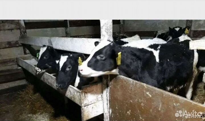 Б телки бычки разных пород