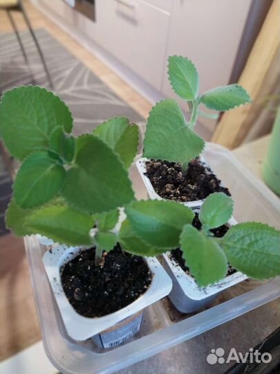 Комнатная мята