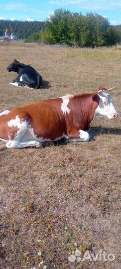 Телки стельные