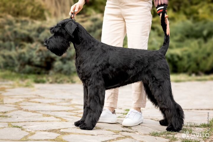 Щенки ризеншнауцера из питомника Джентли Борн