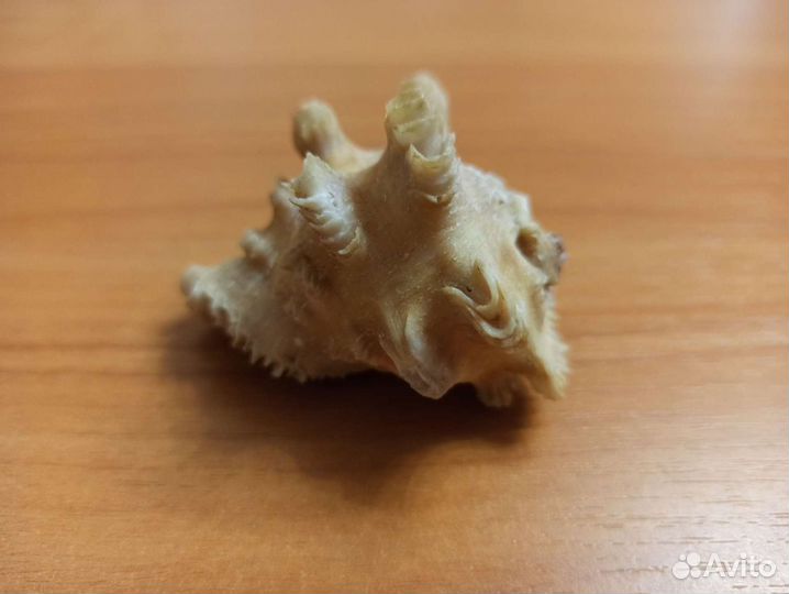 Морская раковина