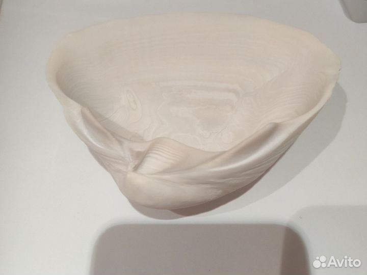 Ракушка морская