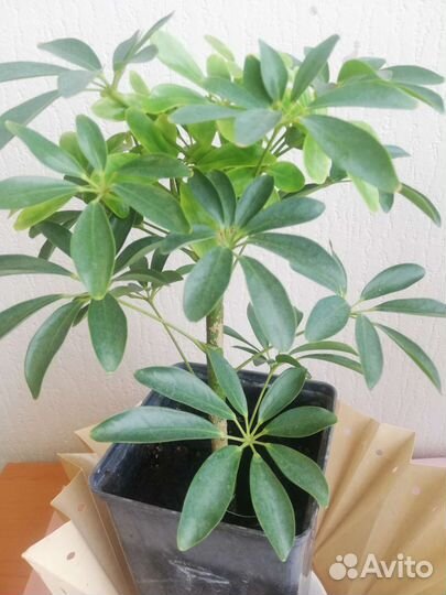 Комнатное растение Шеффлера Нора