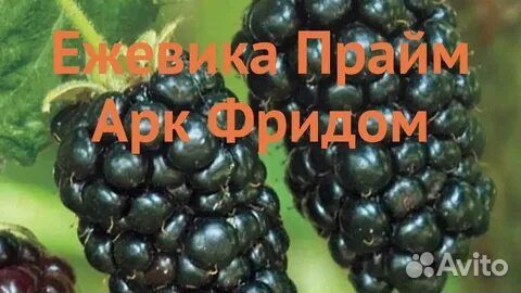 Саженцы ежевики Прайм Арк Фридом