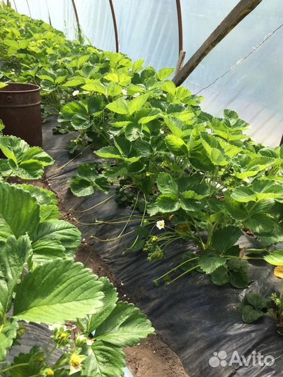 Пленка для теплиц