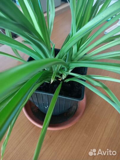 Хлорофитум