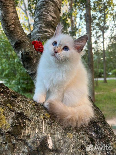 Котята священная бирма