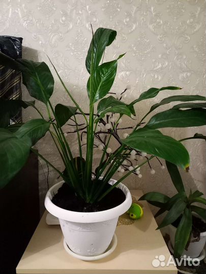 Спатифиллум