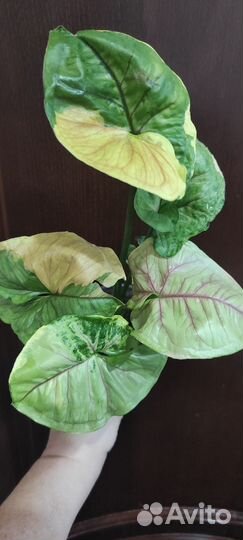 Сингониум Орм Тонг вариегатный