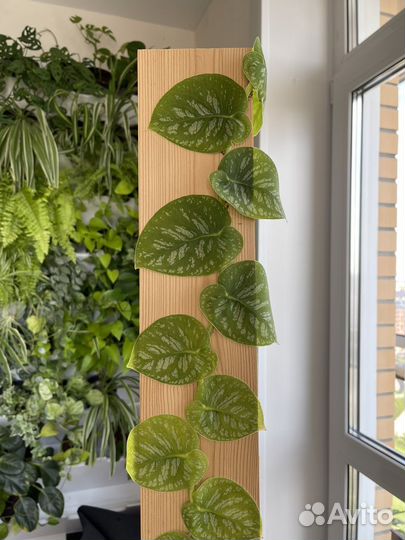 Монстера Дубиа