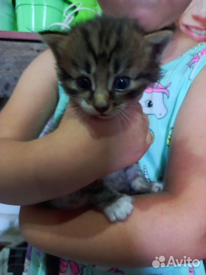 Котята
