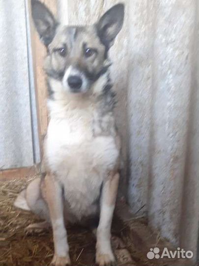 Собака стерилизованная девочка в добрые руки