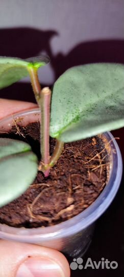 Хойя аргентия принцесса