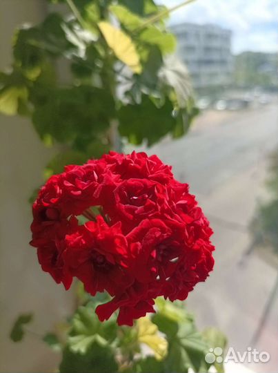 Пеларгония герань