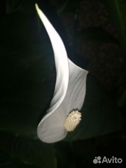 Аглаонема Спатифиллумы