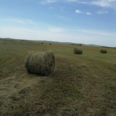 Продам сено в рулонах, свежее