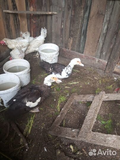 Мускусные утки, куры