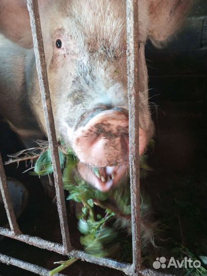 Продам хряка