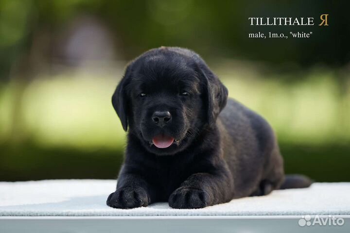 Щенки лабрадора